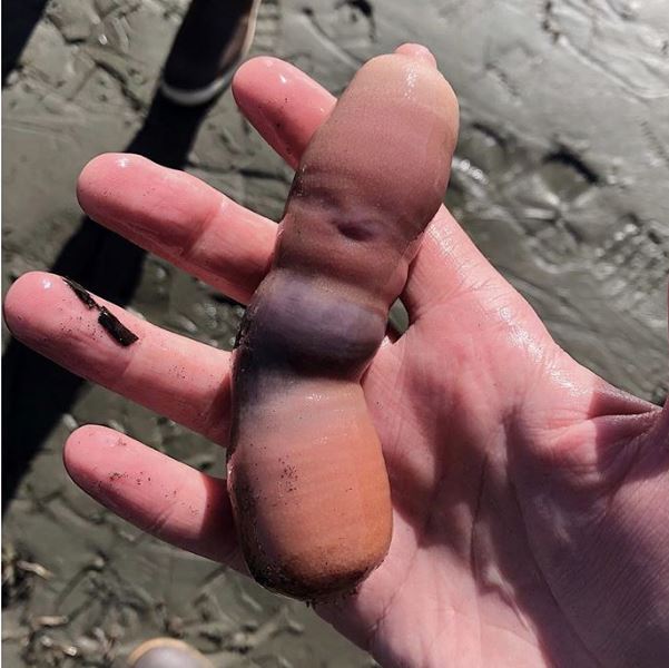 Peshqit e çuditshëm pushtojnë plazhin (FOTO)