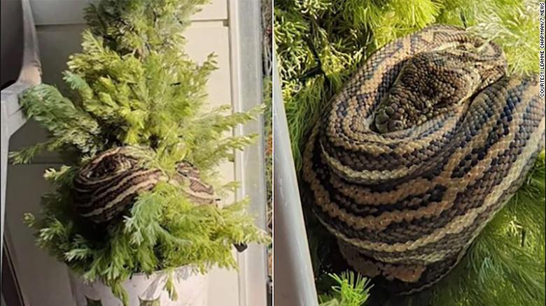 “Dhurata” për festa, gruaja gjen pitonin gjigand në pemën e Krishtlindjeve