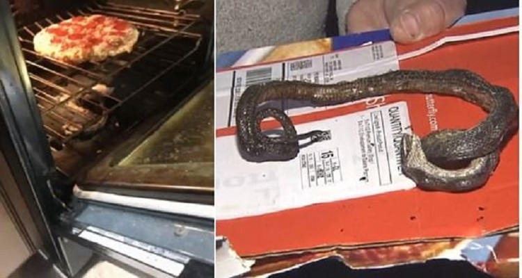“Darka e ferrit”! Familja zbulon një gjarpër brenda furrës ku po piqej pica