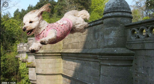 “Ura ku vetëvriten qentë”, si e shpjegojnë banorët fenomenin e çuditshëm (FOTO)