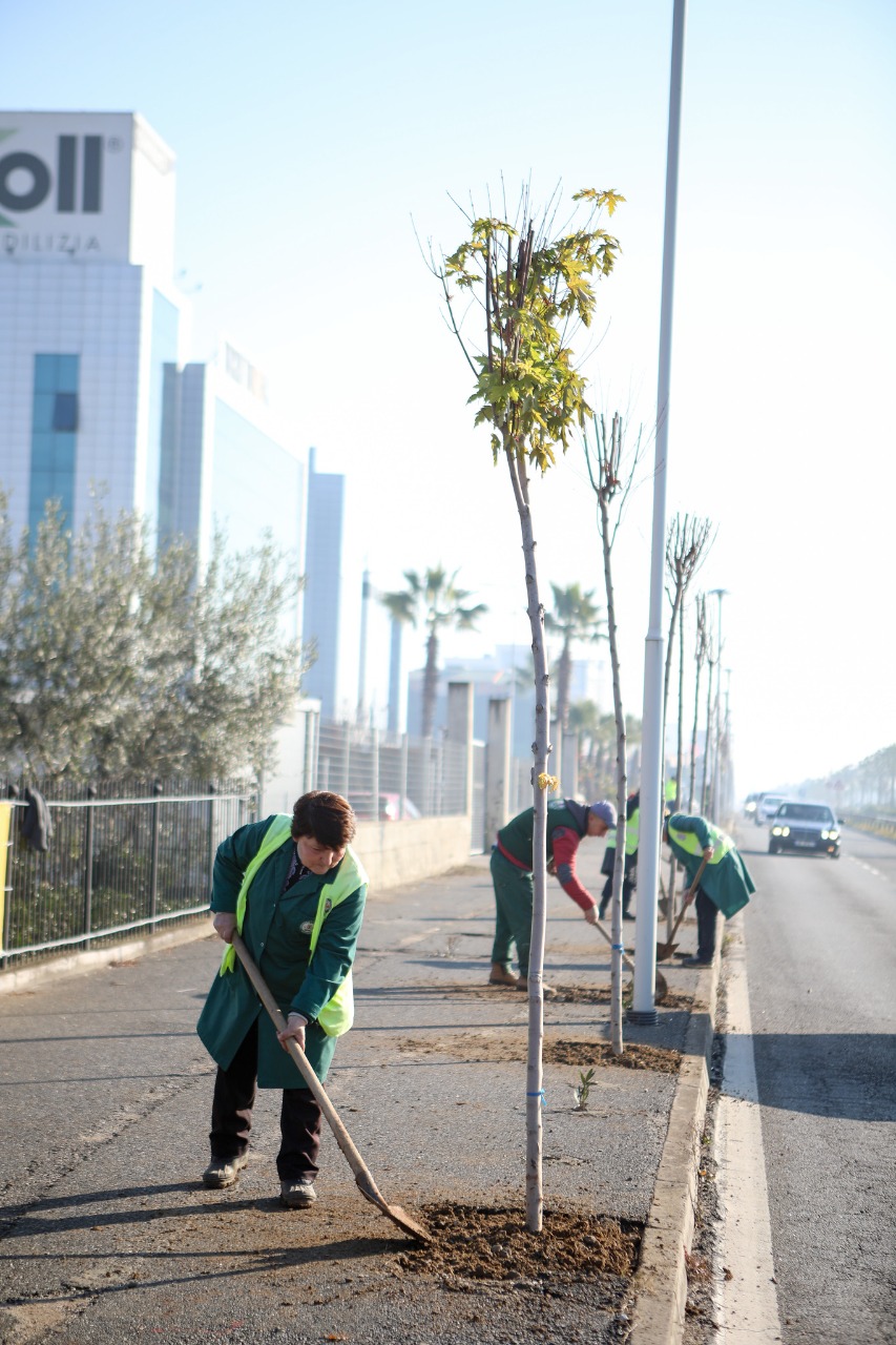 Nis mbjellja e pemëve në rrugën dytësore Tiranë-Durrës