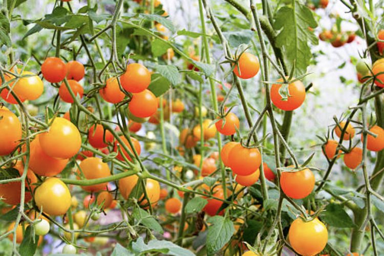 Përse duhet të konsumoni më shumë domate portokalli