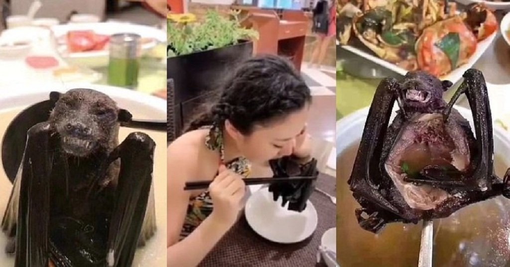 Studimi i koronavirusit në lakuriqët e natës hedh dritë për përhapjen e virusit