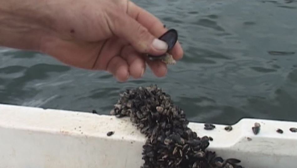 Auditimi i KLSH-se: Po konsumojnë midhje pa asnjë kontroll