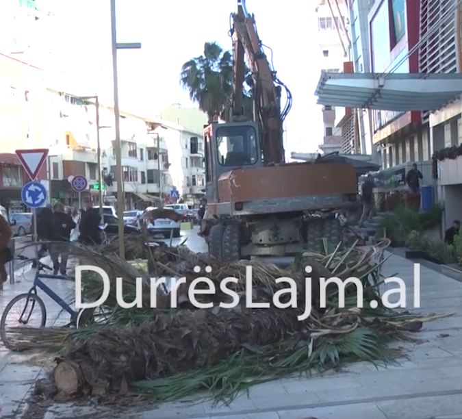 Rrezikonin të këputeshin, priten dy palma në Durrës (VIDEO)