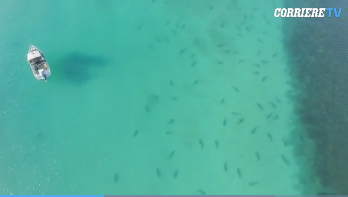 Qindra peshkaqenë shumë pranë plazhit, pamje spektakolare me dron