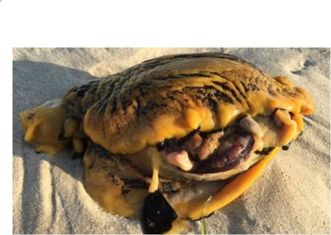 Zbulohet krijesa e çuditshme në plazh, eksperti: Eshtë lepur deti