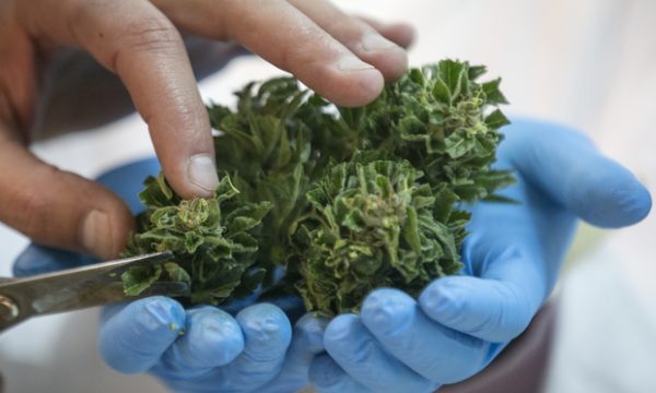 22-vjeçari në Durrës kapet me 7 gramë marijuanë