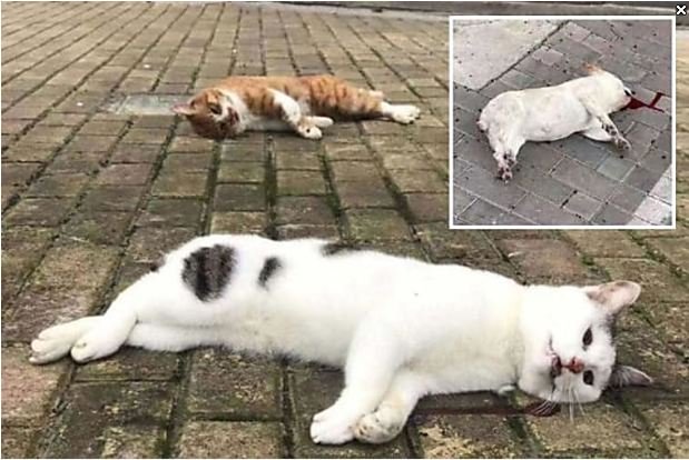 Po përhapin koronavirusin? Rrugët e Kinës mbushen me qen e mace të hedhura nga ballkoni