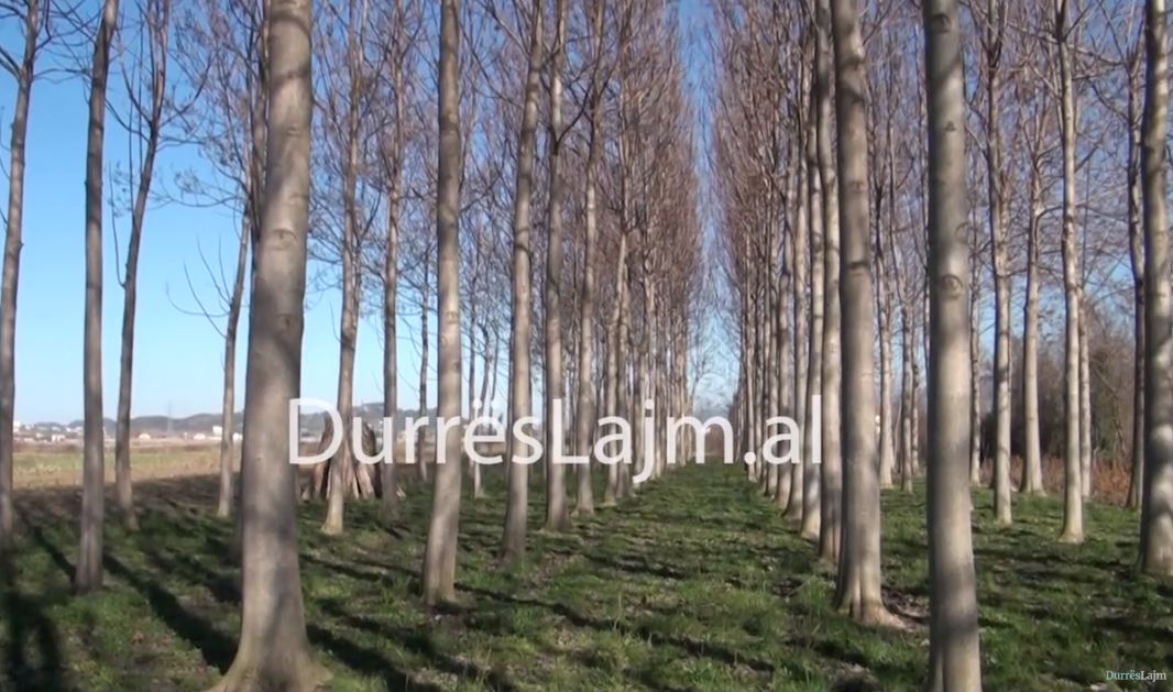 Fermerët e Shqipërisë dhe Kosovës takohen për pemën e Paulownias, Gjonaj: Orientohuni drejt fidanëve cilësorë (VIDEO)