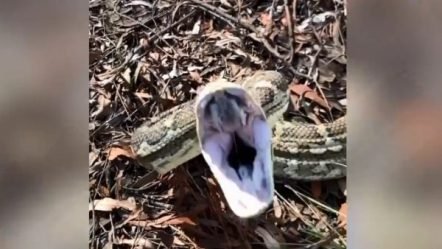 Po filmonte gjarprin, por për pak e pëson keq! (VIDEO)