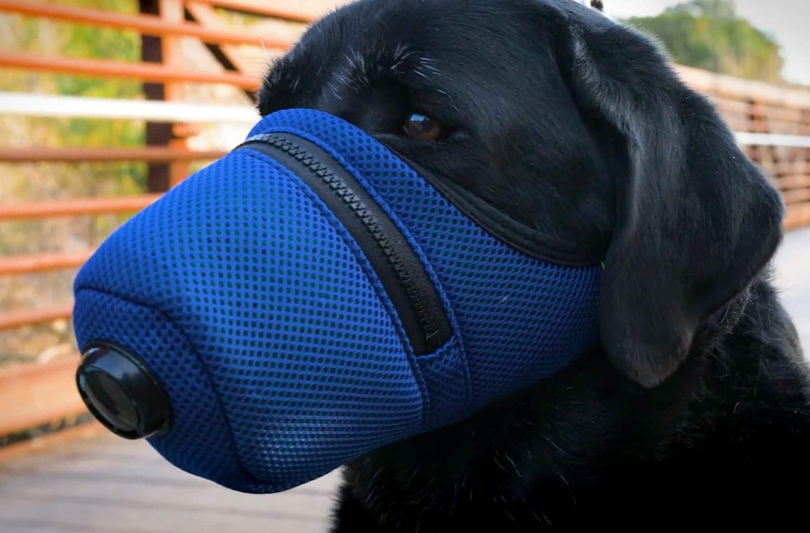 Qeni rezulton i infektuar me koronavirus