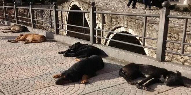 Qytetarja nga Durrësi: Po na hanë qentë e rrugës, të ndërhyhet!