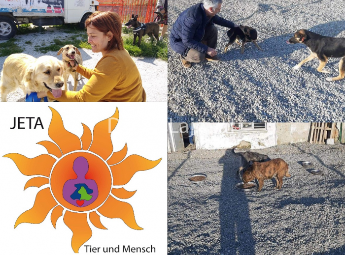 Problematikat e qenve të rrugës në Durrës, flet drejtuesja e organizatës “Jeta, kafshët dhe njerëzit”