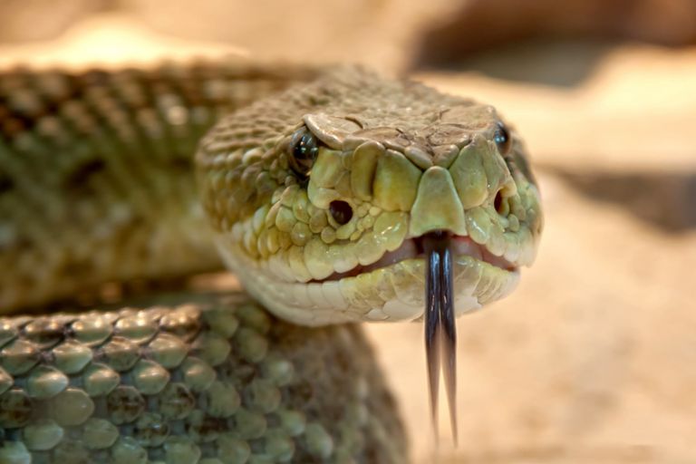Helmi artificial i gjarprit mund të shpëtojë shumë jetë