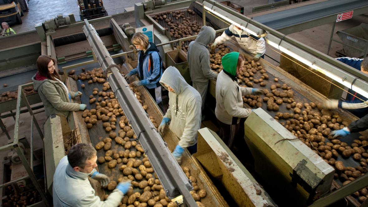 Skemë e re punësimi, çfarë kriteresh duhet të plotësoni për të punuar në Mbretërinë e Bashkuar