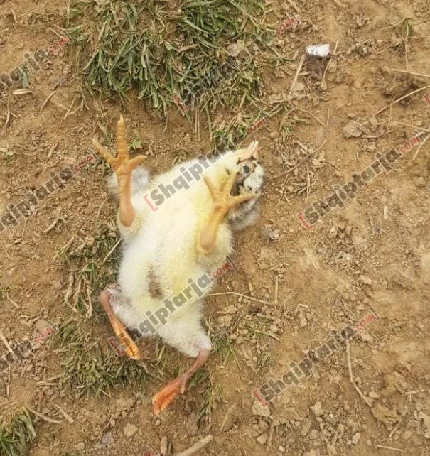 E pazakontë në Mat, pula çel zogun me katër këmbë