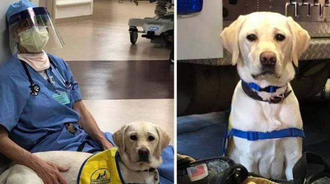 Wynn, qeni që sjell pak momente gëzimi mes stafit mjekësor që lufton me koronavirusin (FOTO)