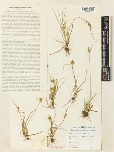 Histori/ Para 85 vitesh, në Durrës u zbulua një bimë endemike durrsake