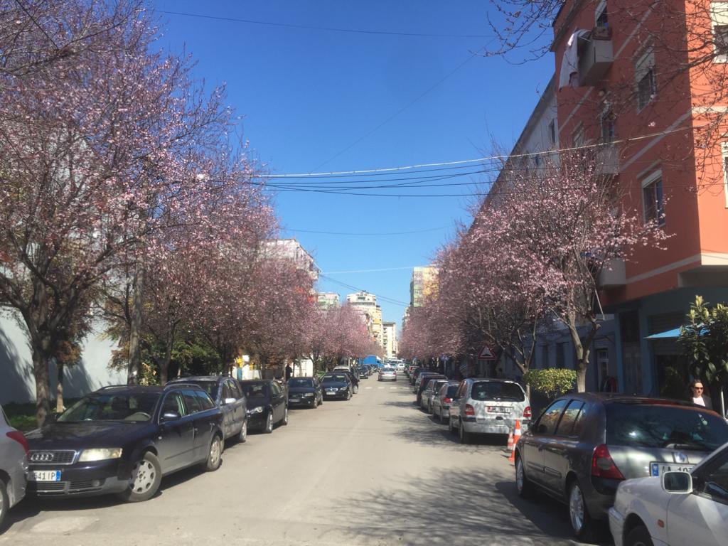 FOTOLAJM/ Shpërthejnë lulet, pranverë në Durrës