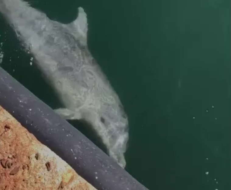 Tragete e anije të pakta prej koronavirusit, shfaqen delfinët në port (VIDEO)