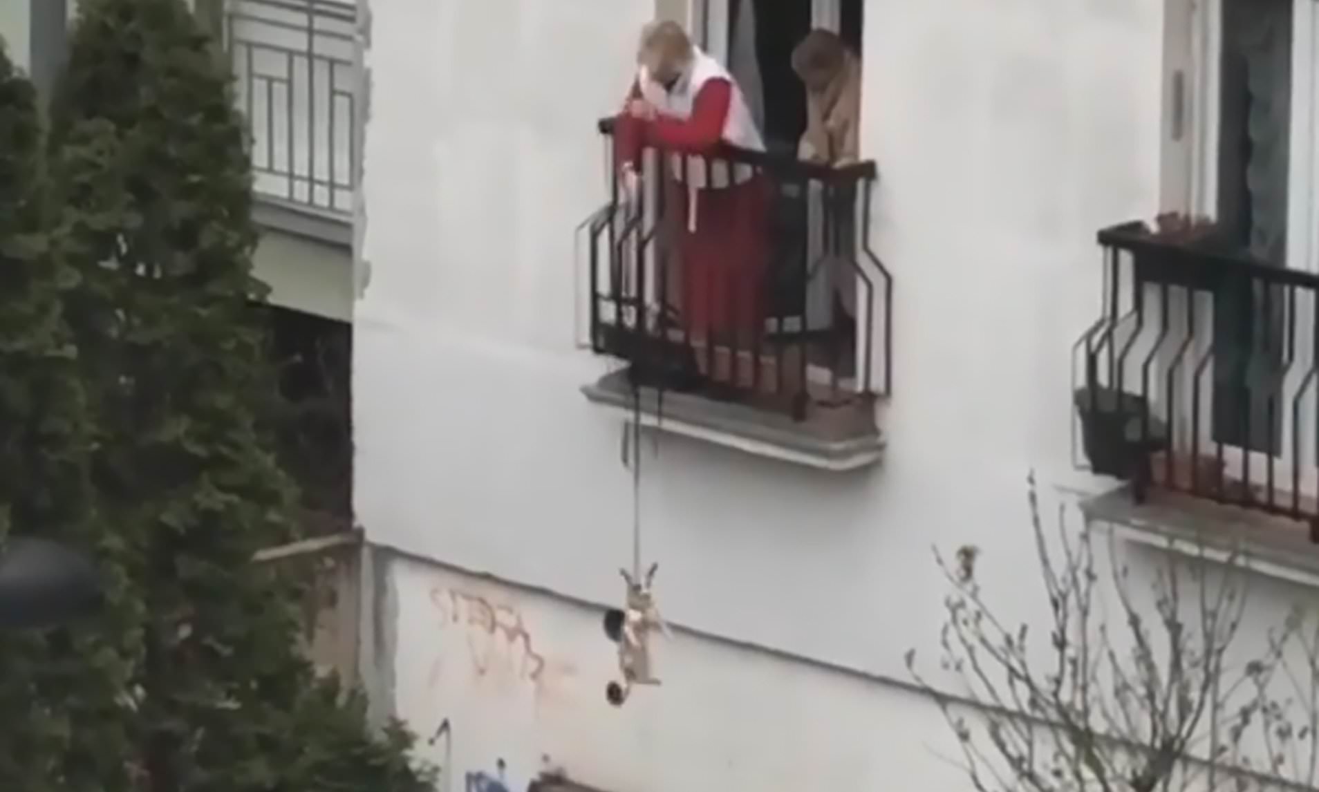 Mënyra origjinale sesi mund ta shëtisni qenin në kohën e koronavirusit