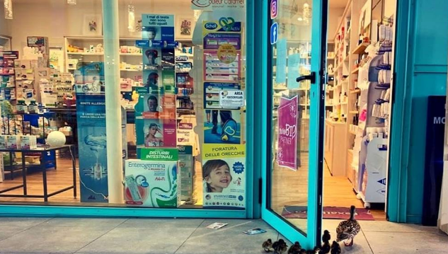 Në Firencen e boshatisur, rosa dhe rikat shkojnë në farmaci (FOTO)