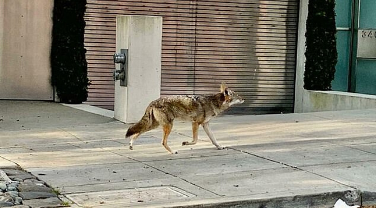 Ujqërit bredhin të lirë në rrugë pas bllokadës së koronavirusit