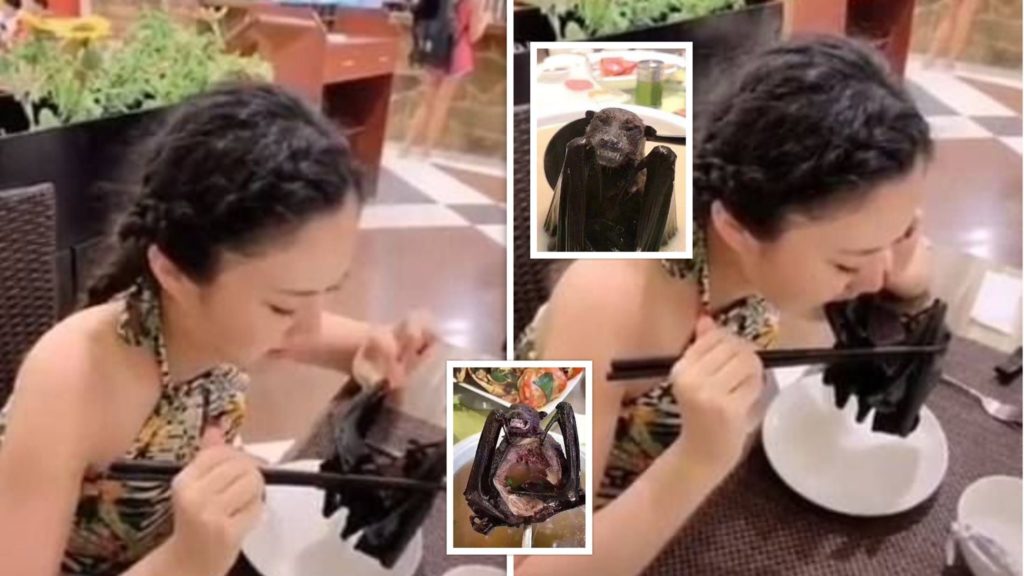 Studimi shokues për lakuriqët e natës, çfarë zbuluan ekspertët në Wuhan dy vite para pandemisë