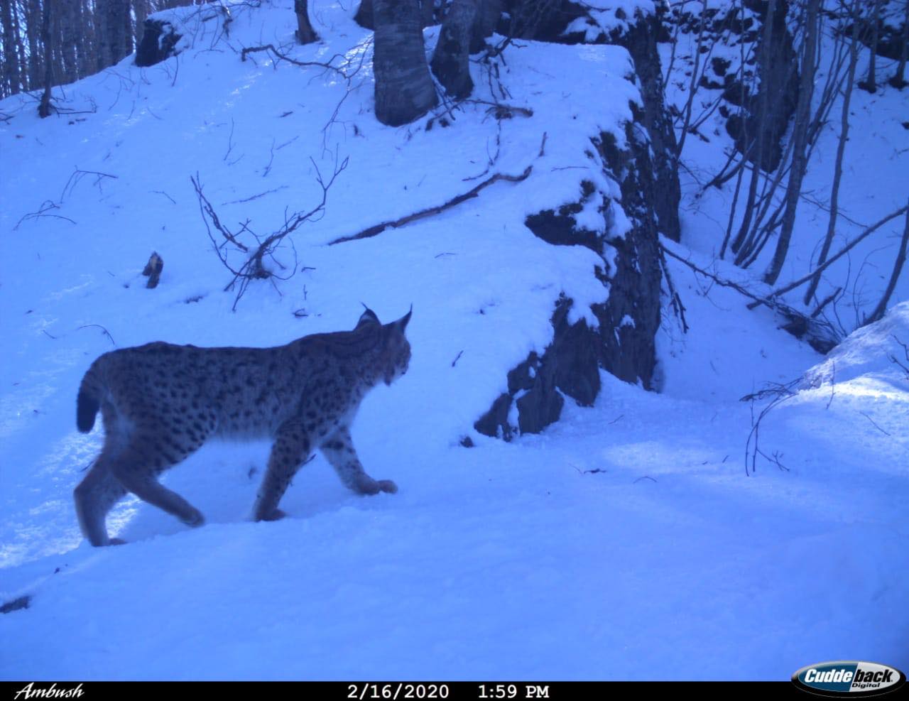 E treta në Ballkan, zbulohet një familje e rrallë rrëqebujsh në Shqipëri