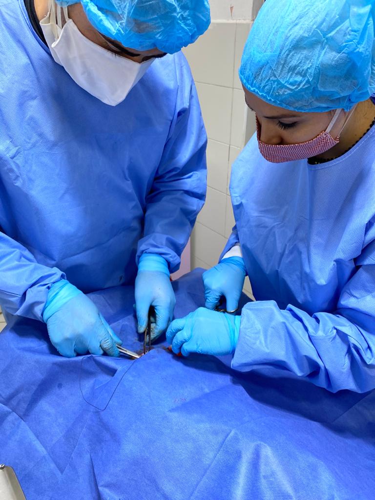 COVID-19/ Çifti i veterinerëve vijon projektin e sterilizimit/vaksinimit të kafshëve endacake në Durrës