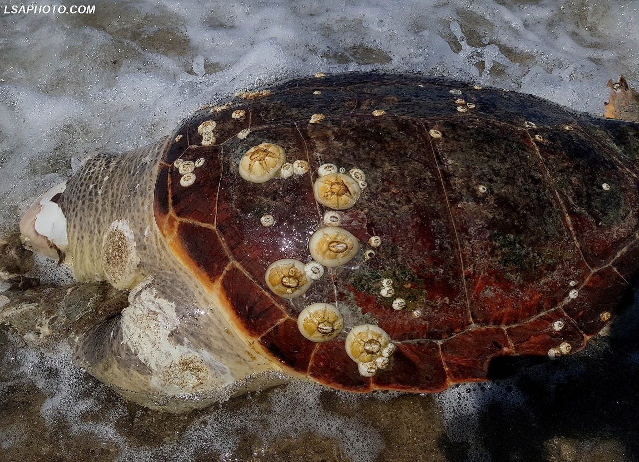 Breshka Carreta-Carreta shfaqet në plazh, deti e nxorri të ngordhur (FOTO)