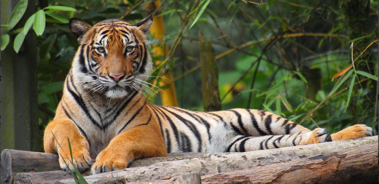 Tigri del pozitiv me koronavirus në kopshtin zoologjik në New York, ja si u infektua