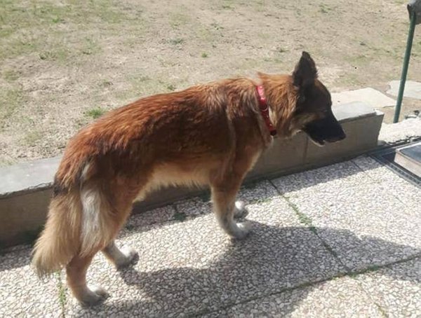 Stella, historia e qenit që u arratis për të shkuar në spitalin ku padroni i saj humbi jetën nga koronavirusi