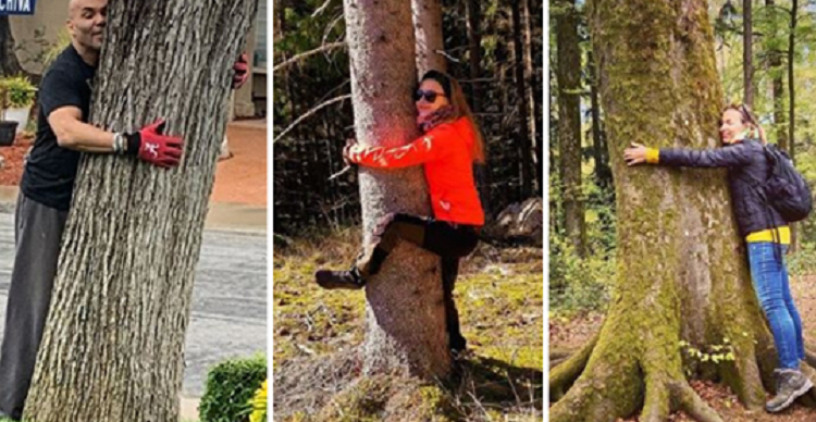 Periudhë karantinimi/ Islandezët nxiten të përqafojnë pemët në vend të njerëzve