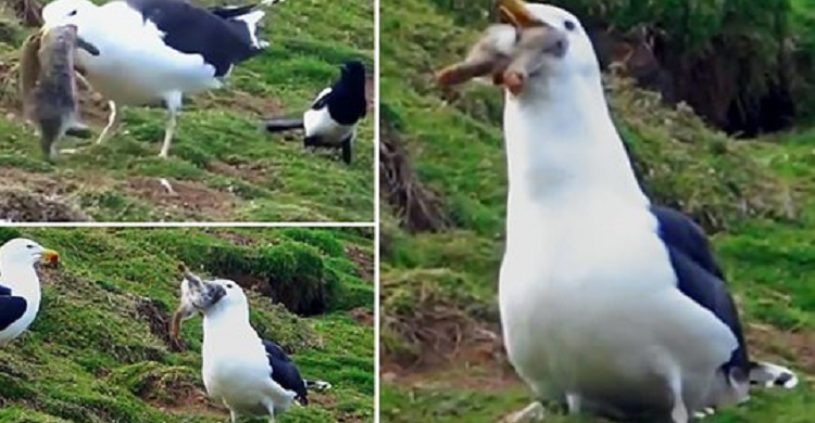 Pulëbardha gjigande gëlltit të gjallë lepurin, ja momenti i tmerrshëm (VIDEO)