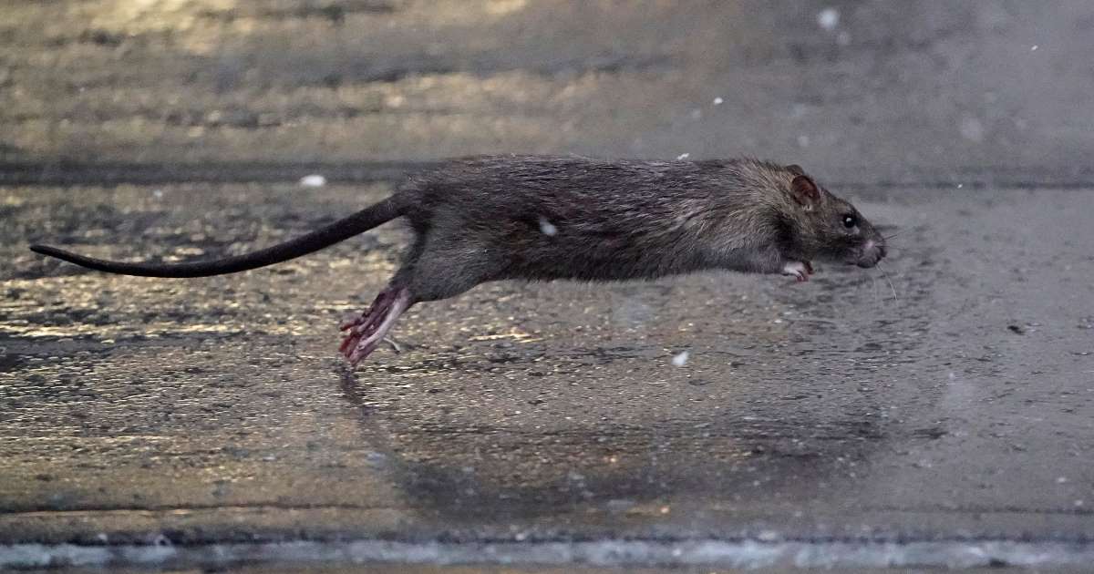 Ekspertët ngrejnë alarmin: Minjtë po çmenden, po bëhen kanibalë dhe po coptojnë njëri-tjetrin