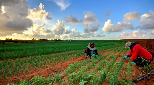 Greqi, arrihet marrëveshja për punësimin sezonal të shqiptarëve në bujqësi