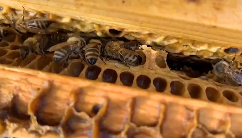 Dita Botërore e Bletëve, Rama: 3386 projekte, bekuar qofshin njerëzit e punës