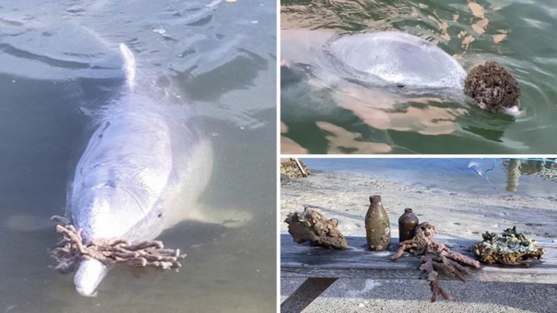 Delfini nxjerr “dhurata” nga fundi i detit dhe jua sjell njerëzve