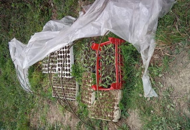 Kishin mbjellë kanabis në oborr, zbulohen dy raste në Fushë-Krujë