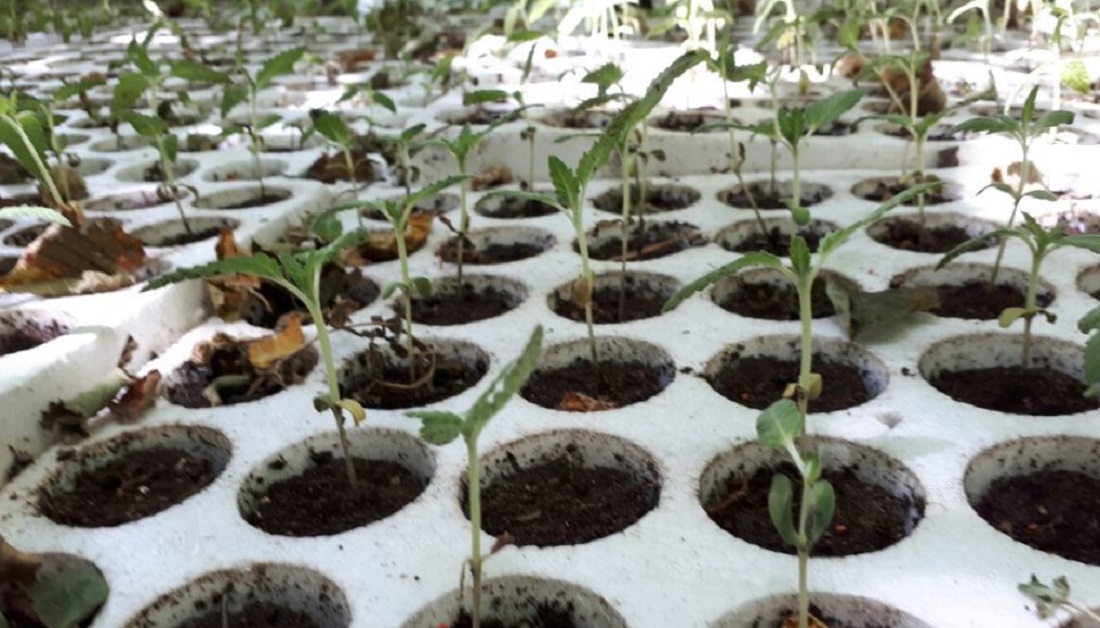 Kthyen banesën në laborator kanabisi, 2 në pranga dhe 2 në kërkim