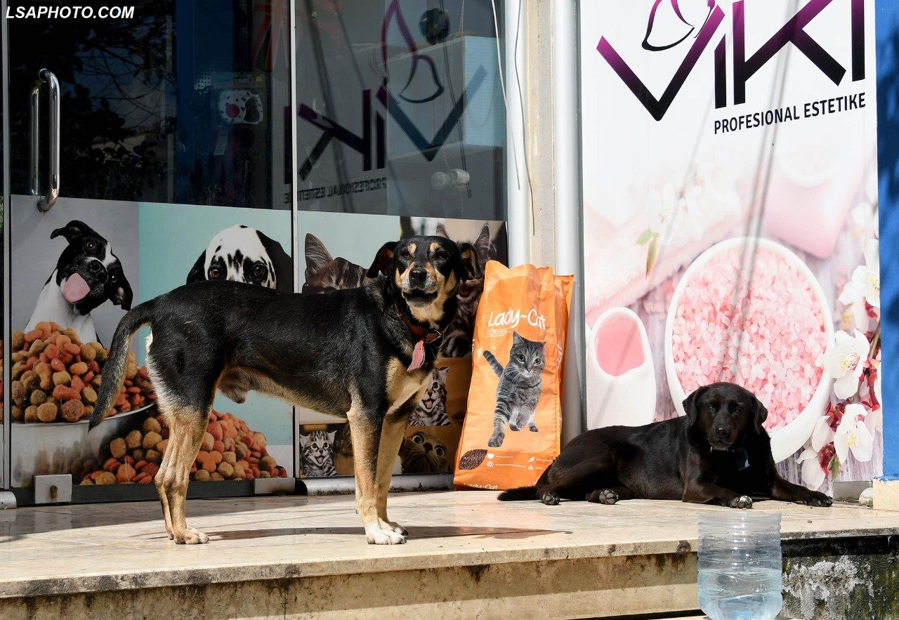 Ndodh në Tiranë!/ Nën hetim një burrë, qeni i tij sulmoi dy gra nga liqeni
