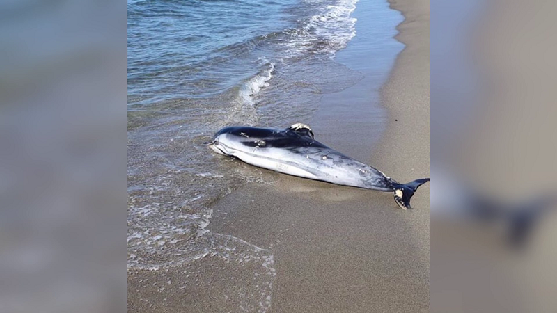 Delfinët shfaqen në plazhin e Velipojës, qëndrojnë shumë pranë tokës