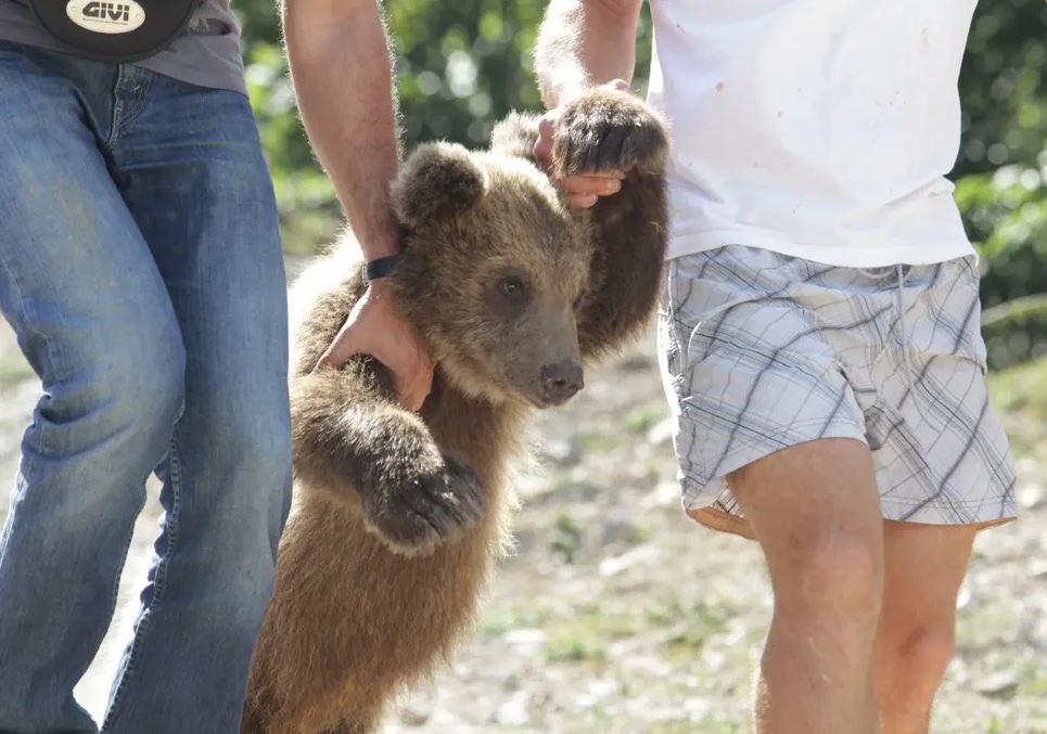 Media britanike: Restoranti shqiptar gatuan mish ariu, shiten online shqiponja dhe specie të rralla (FOTO)