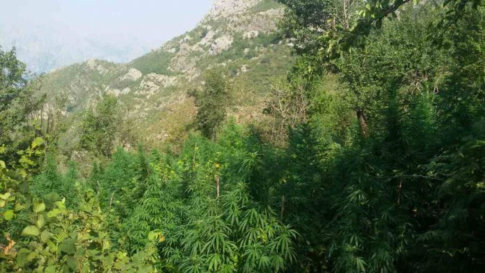 Kultivuan kanabis në pyll, arrestohet një nga autorët, në kërkim tjetri