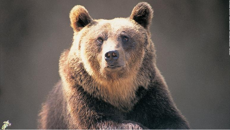 Ariu në Itali dënohet me vdekje pas sulmit ndaj ekskursionistëve, aktivistët kërkojnë shpëtimin