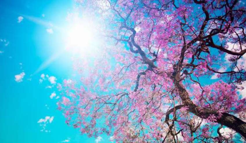 Parashikimi i motit – Java nis me diell dhe temperatura të larta