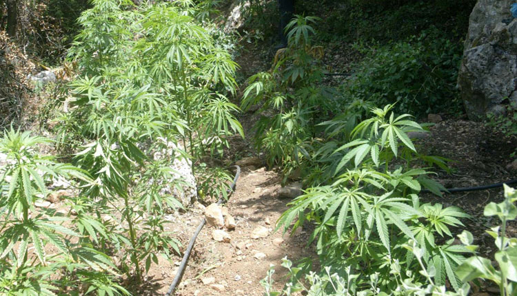 Kultivuan kanabis në pyll, arrestohen 3 persona