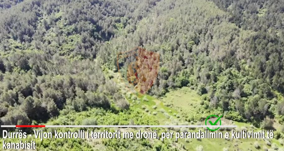 Policia e Durrësit kontrolle me 2 dronë dhe 80 efektivë kundër kanabisit (VIDEO)